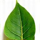 Logo Jaminan Bebas Racun Perosak